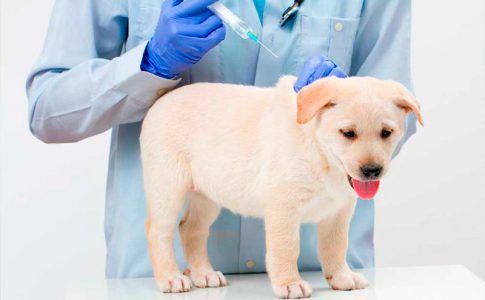 ¿Cuáles son las mejores vacunas para desparasitar perros?