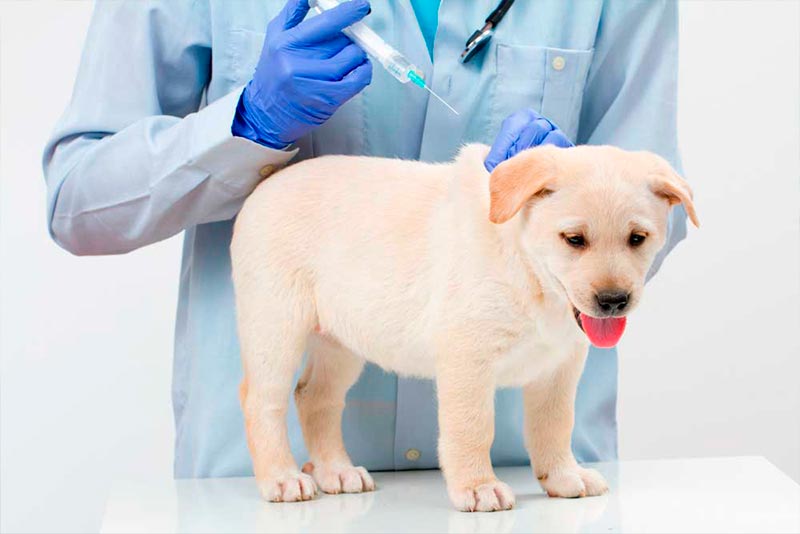 vacunas se para desparasitar a los perros? Desparasitación