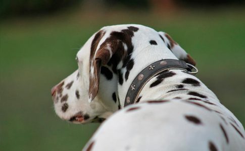 Cuáles son las razas de perros que huelen mejor