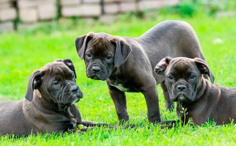 Razas de perros que nacen sin cola