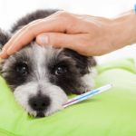 ¿Cómo reconocer el constipado en los perros?