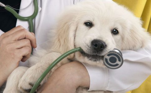 Vacunar a un perro en casa