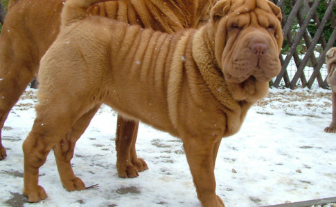 Ejemplar de Shar Pei Adulto