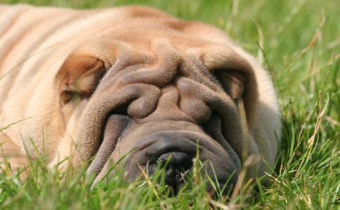 Perro de la raza Shar Pei de tipo americano