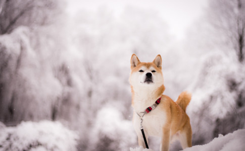 Perro Shiba Inu en clima frío