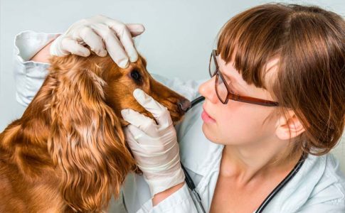 Cuáles son los síntomas que tienen los perros con problemas de visión