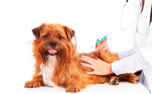 ¿En qué se parecen las vacunas de los humanos y los perros?