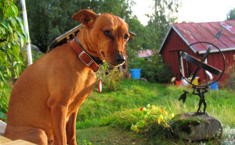 Vacunas obligatorias para perros que viven en el campo
