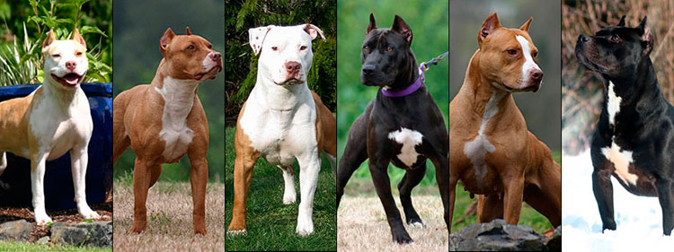 Pit Bull Terrier Americano tipos