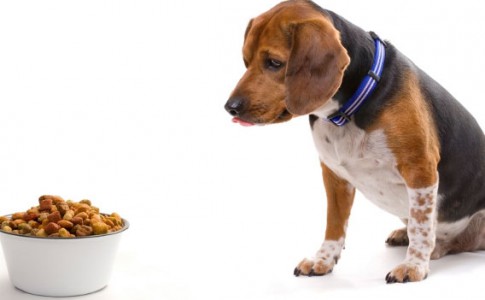 Tipos de alimentación para perros