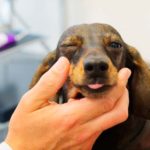 Medicamentos para perros con problemas oculares