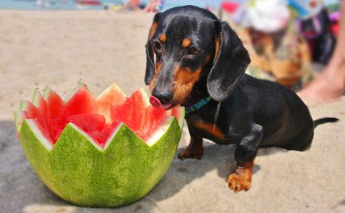 ¿Qué pasa si mi perro come fruta?