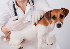vacunas caninas