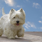 West Highland white terrier ejercicio