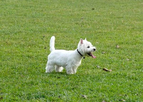 Terrier blanco de West Highland no da alergia